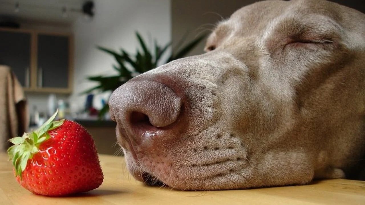Egy-egy szem eper elfogyasztása hozzájárulhat a kutya egészségéhez