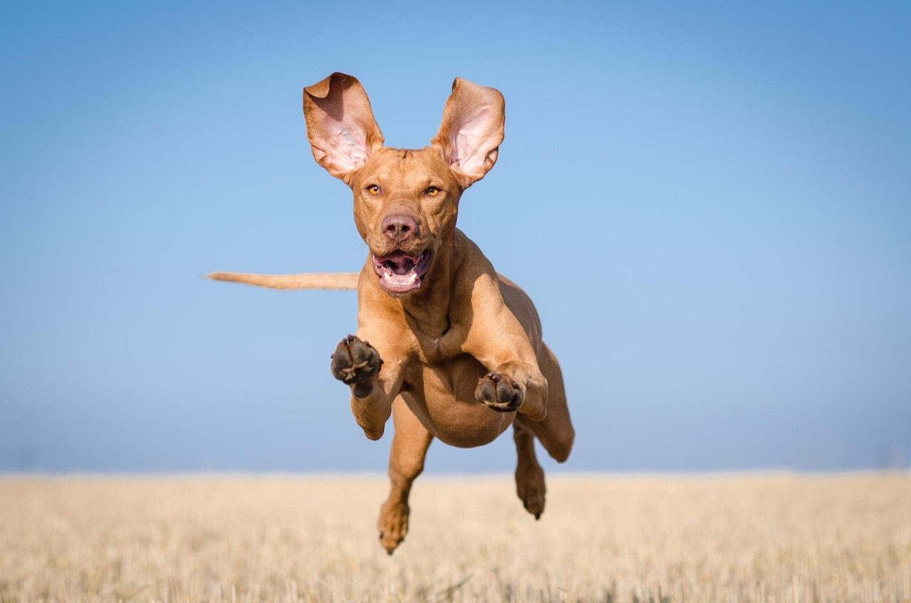 Vizsla - A kutyák is átélhetik a runner's high érzését futás után
