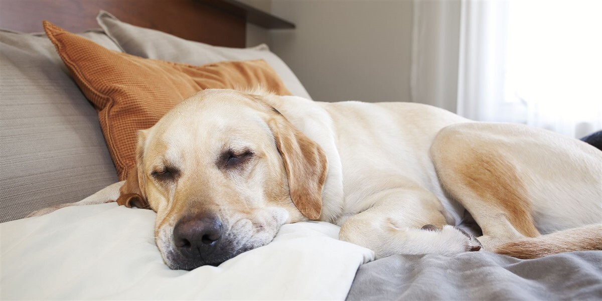 Különös betegségek kutyáknál - Narkolepszia és kataplexiás rosszullét