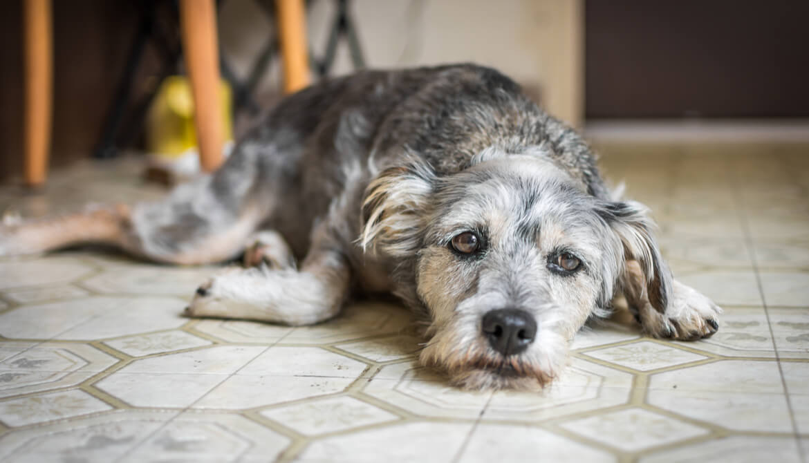 Krónikus székrekedés kutyáknál – Mit kell tudnunk róla?