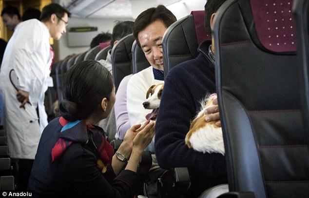 A repülésen egy állatorvos is részt vett, felügyelte a kutyákat az úton