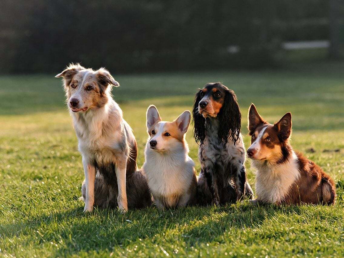 Minden kutya személyisége egyedi