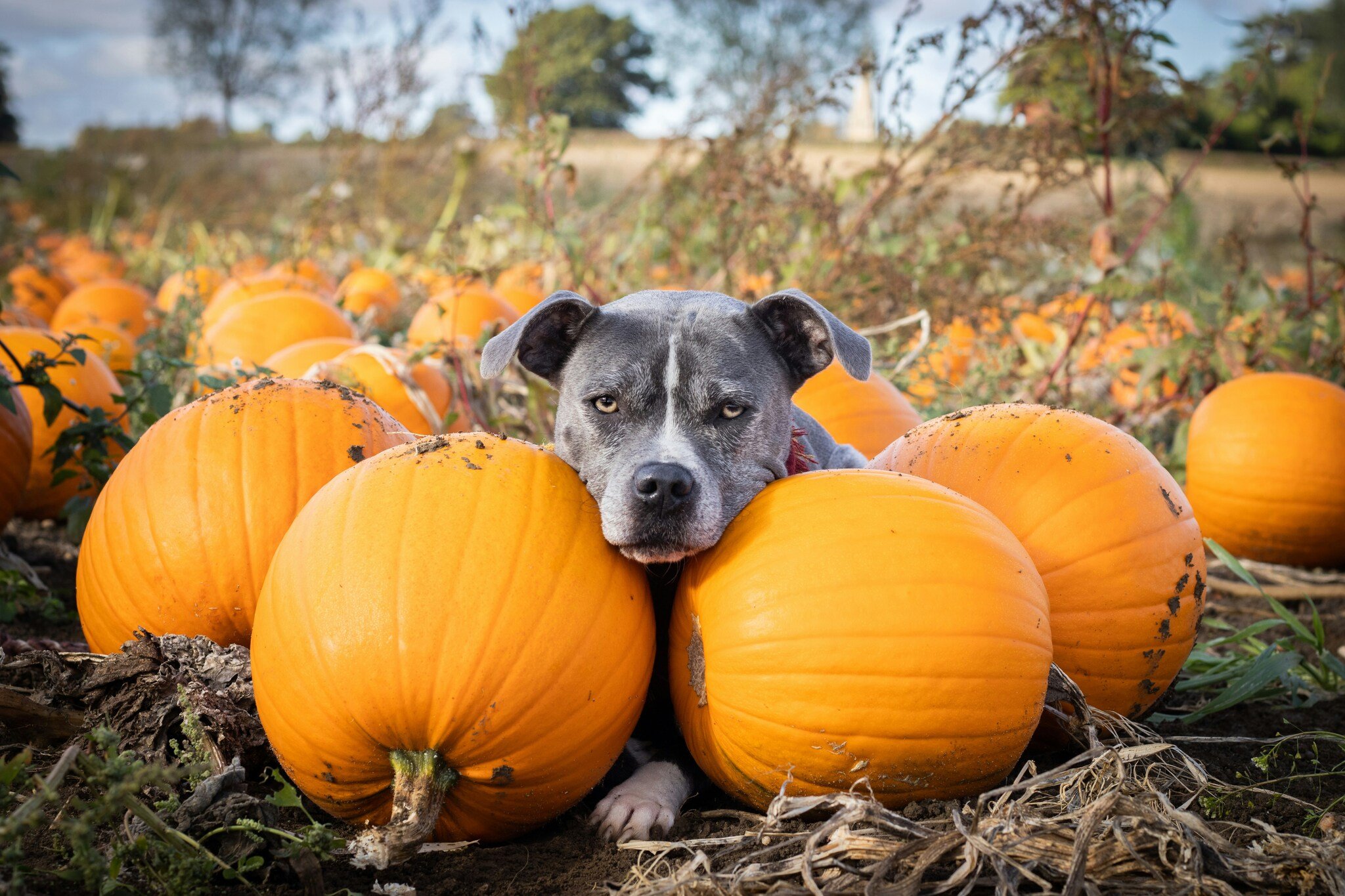 A tu perro definitivamente le encantará la calabaza.