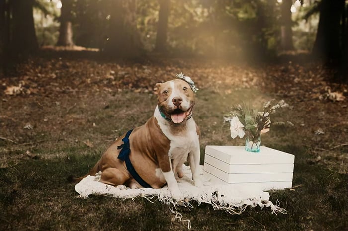 A mentett pit bull bájos képeiért rajong az internet