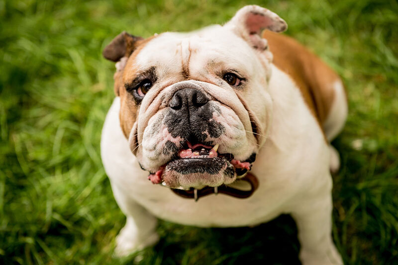Angol bulldog - Tenyésztése illegálissá válik Norvégiában