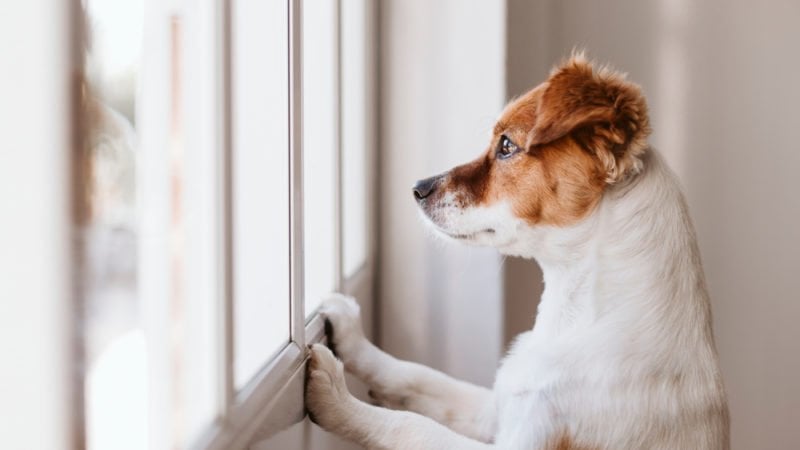 Sok kutya nehezen viseli a magányt, folyton azt figyeli, mikor jön haza a gazdi
