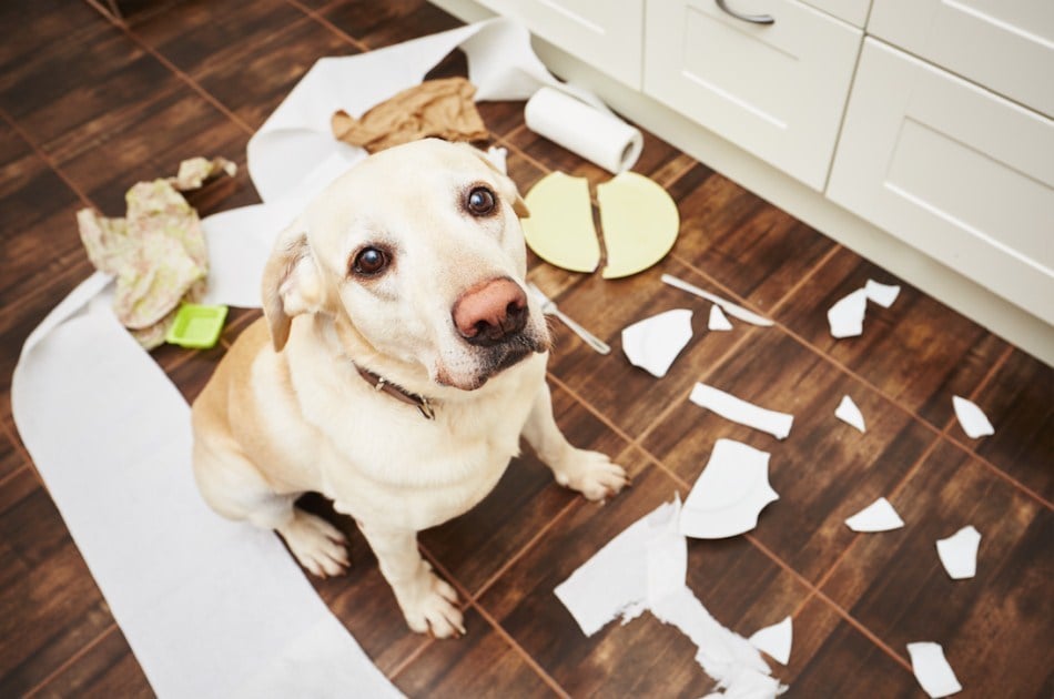 Az unalom és a szeparációs szorongás jele is lehet, ha a kutya rombol, amíg egyedül van otthon