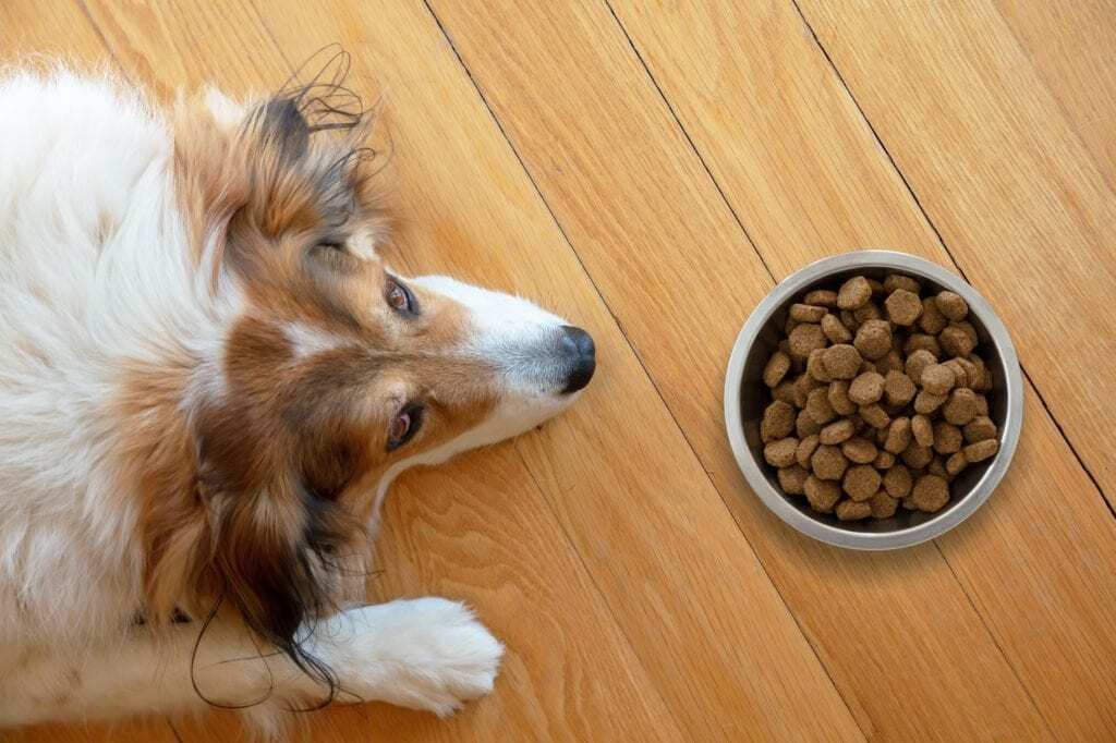 10 tünet, amit ne hagyj figyelmen kívül - Étvágytalanság, nem eszik a kutya