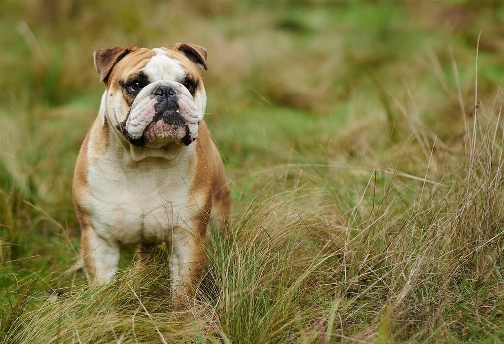 Túrázás kutyával - A nyomott orrú kutyáknak kihívás lehet