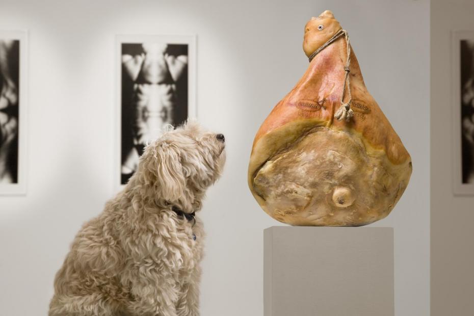 Kiállítás kutyáknak