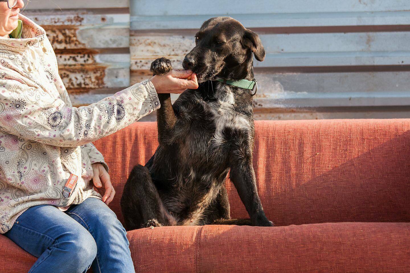 Újabb láthatatlan kutya: ő pöcök. Érthetetlen módon még soha senki nem akarta örökbe fogadni, még csak nem is nagyon érdeklődtek utána, pedig ő teljes szívével rajong az Újabb láthatatlan kutya: ő pöcök. Érthetetlen módon még soha senki nem akarta örökbe fogadni, még csak nem is nagyon érdeklődtek utána, pedig ő teljes szívével rajong az