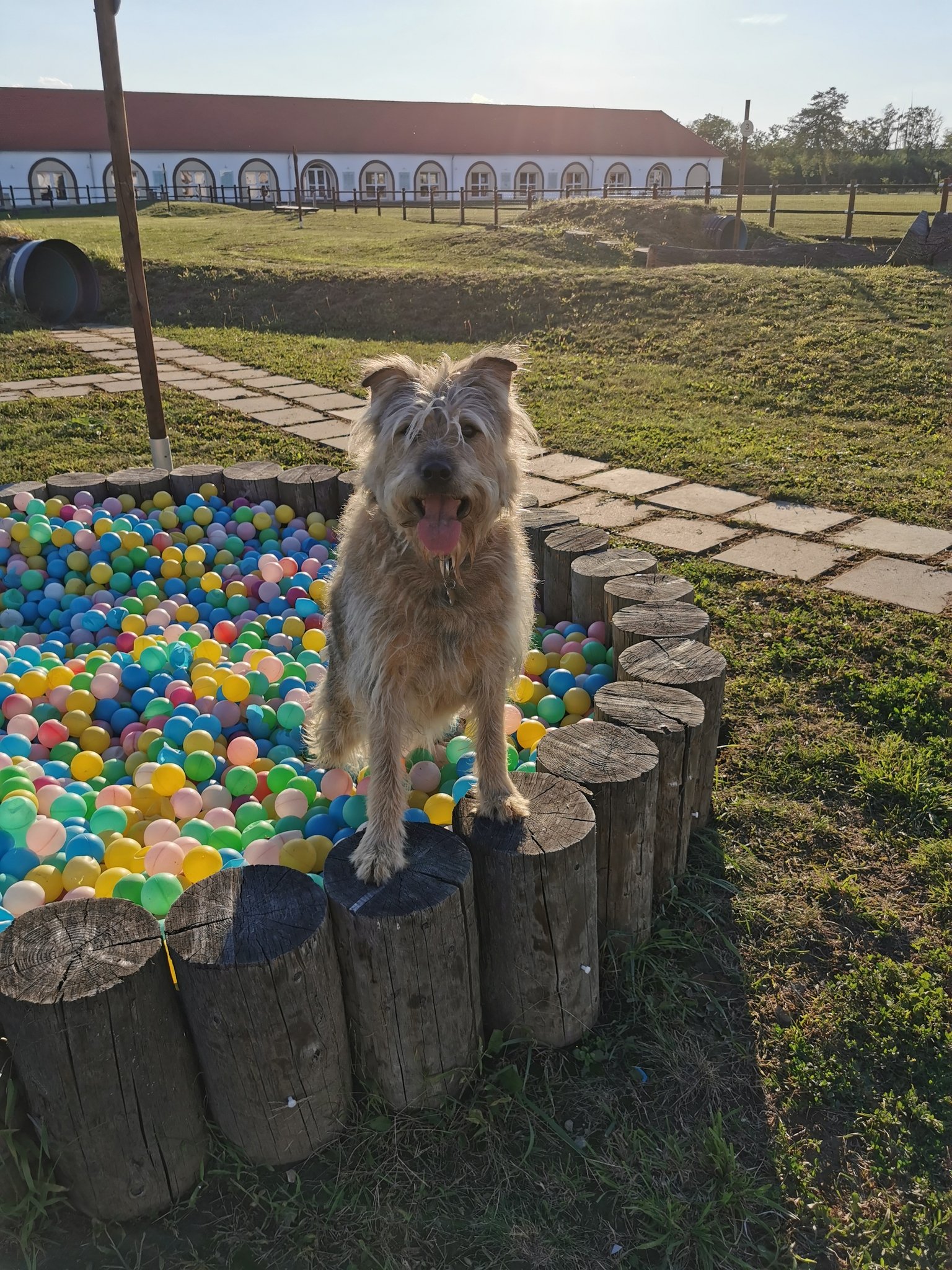 A labdaimádó ebek számára is tartogat meglepetést a sopronkövesdi kutyás élménypark