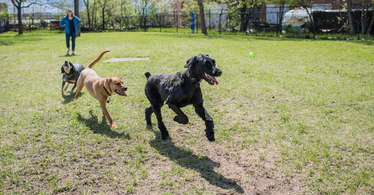 Új kutyafuttatók lesznek Kőbányán, ahol hatalmas területen mozoghatnak a kutyák
