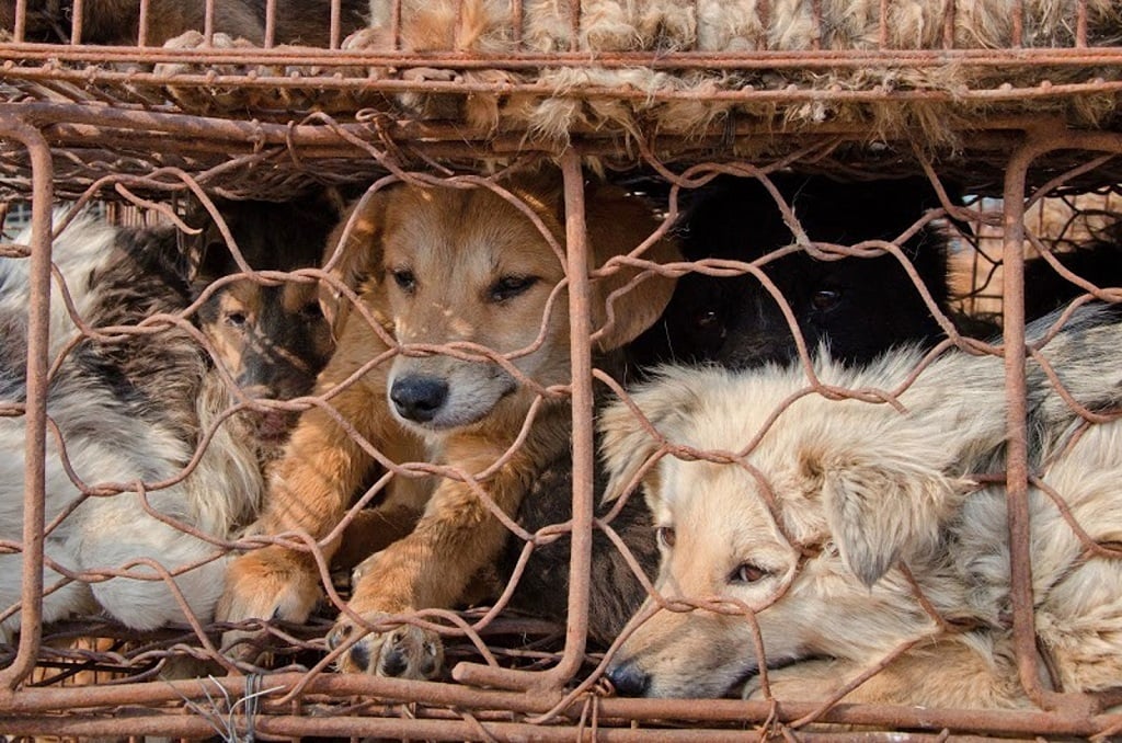 Egy kínai városban betilthatják a kutyahúsevést 