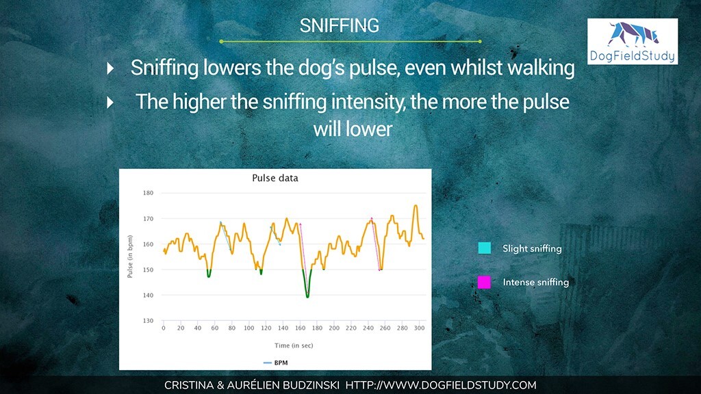 A szaglászás hatására csökkent a kutyák pulzusa