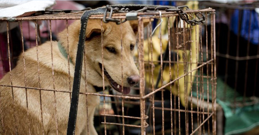 Végre Kínában is lekerülhetnek a kutyák a haszonállatok listájáról