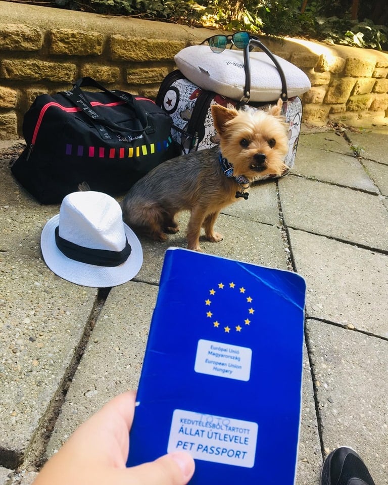 Utazás külföldre: kötelező az állat útlevél!