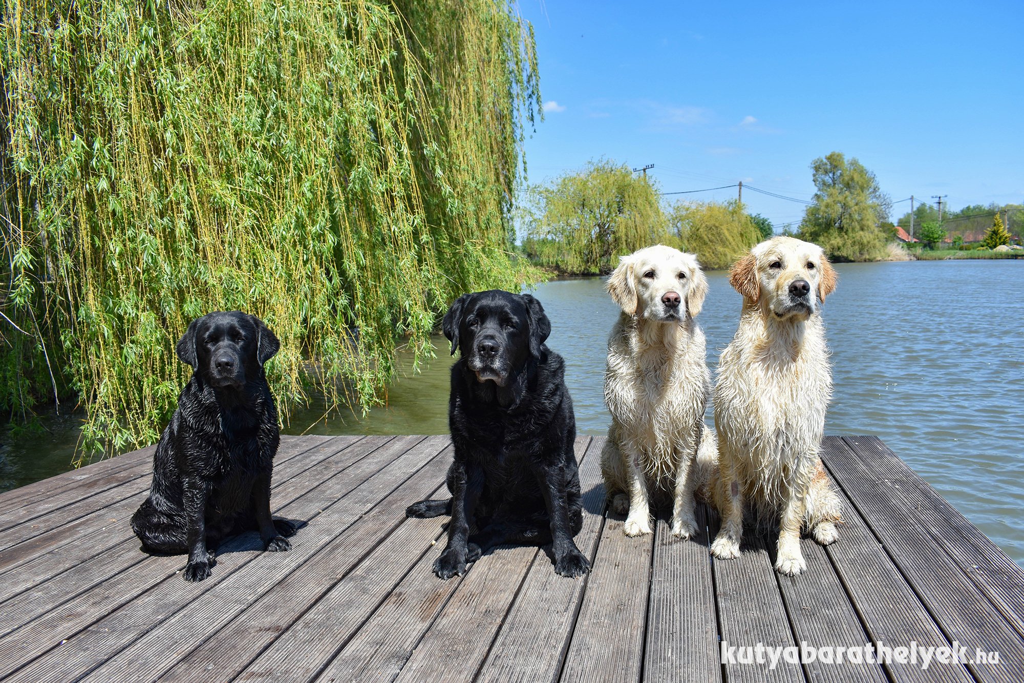 Vízimádó kutyákkal tökéletes nyaralási helyszín 