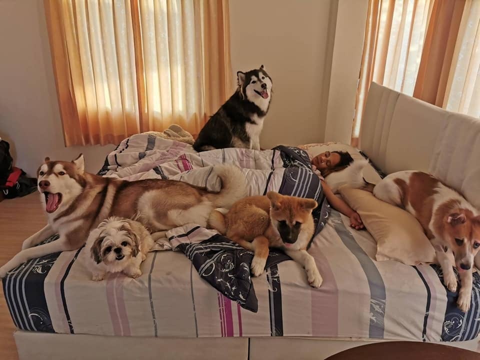 Több mentett kutyatársával osztozik Chombeung a szeretett gazdi ágyán