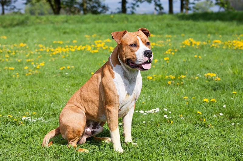 Kutyafajták extrovertáltaknak - Amerikai Staffordshire Terrier