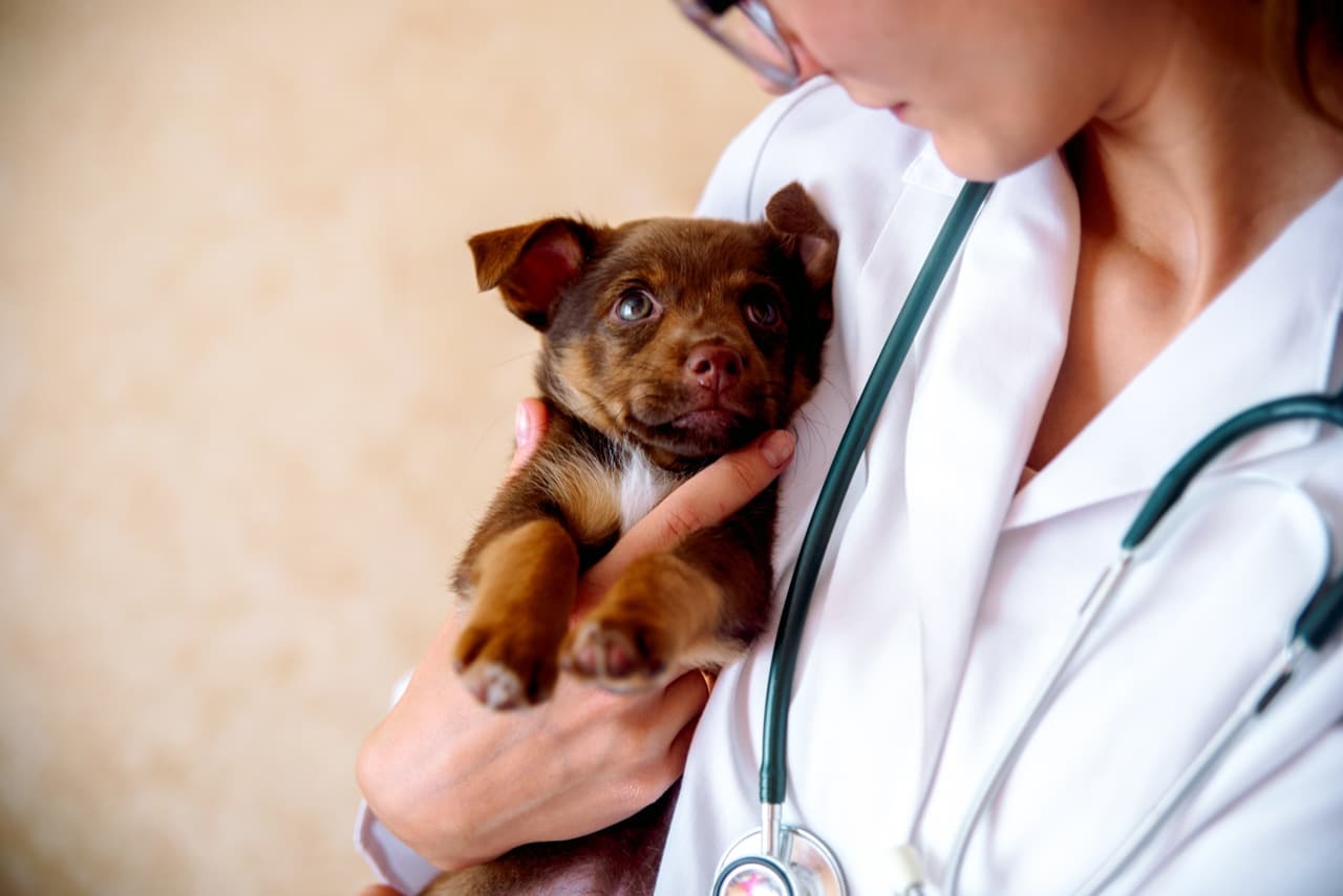 Az állatorvosnál - Már kölyök korban is fontos a kutya állapotának felmérése