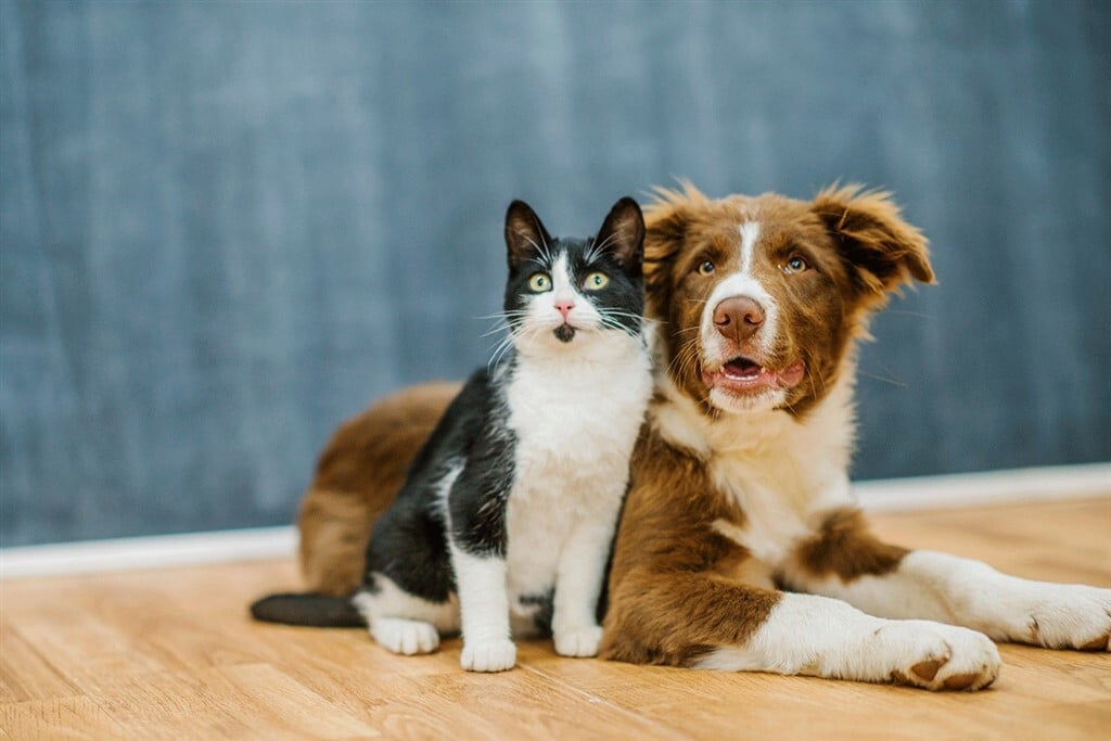 Kutya-macska barátság - A feromonos termékek is hozzájárulhatnak?