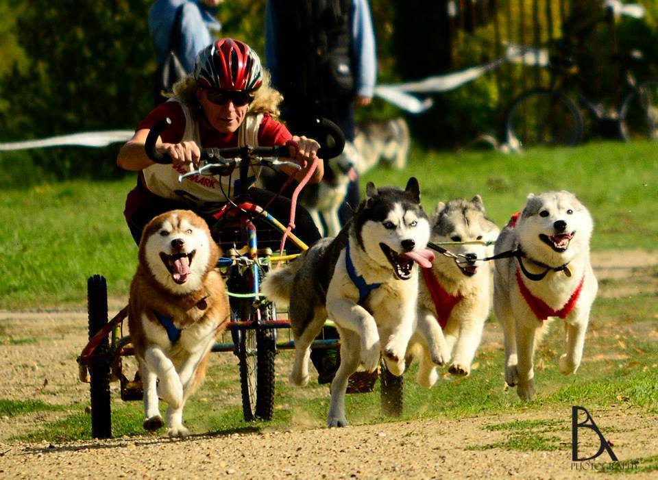A szánhúzó kutyák versenye igazán látványos