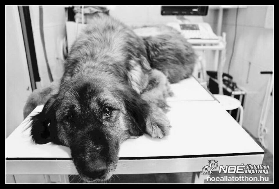 Lizi kutyáról 16 kilós daganatot műtöttek le