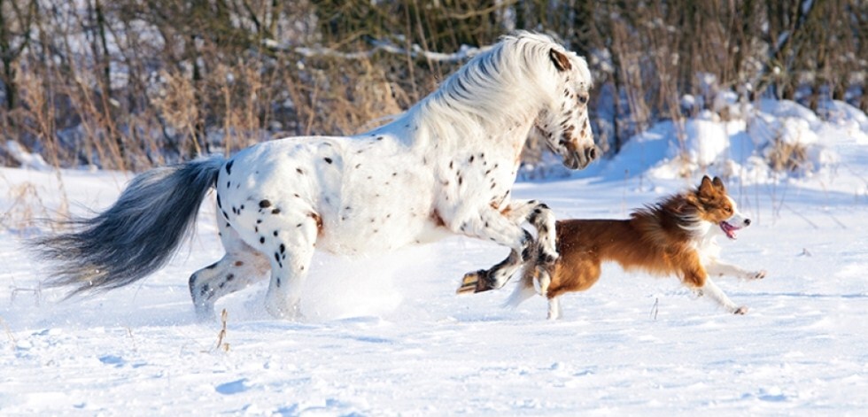 A kutyák és a lovak képesek egymásra hangolódni játék közben