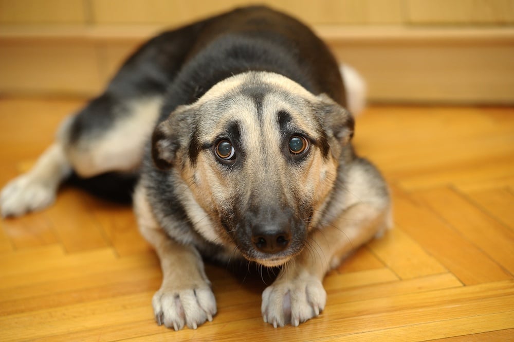 A stressz jelei kutyáknál - fülei lelapulnak, tekintetet ijedtséget tükröz, lekushad a földre