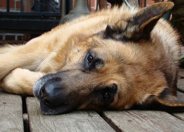 A szívizombetegség tünetei és kezelése kutyáknál
