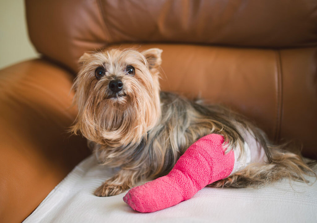 Sérüléssel vagy betegséggel járó fájdalom hatására a kutya viselkedése eltérhet a megszokottól
