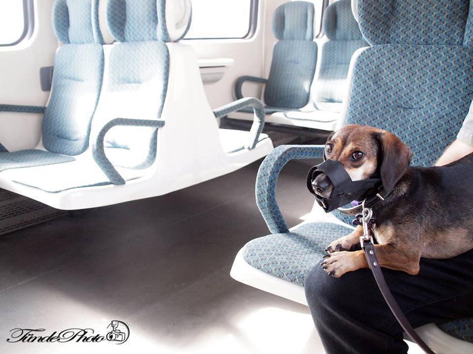 Lehessen nagyobb testű kutyával is utazni a vonaton! 