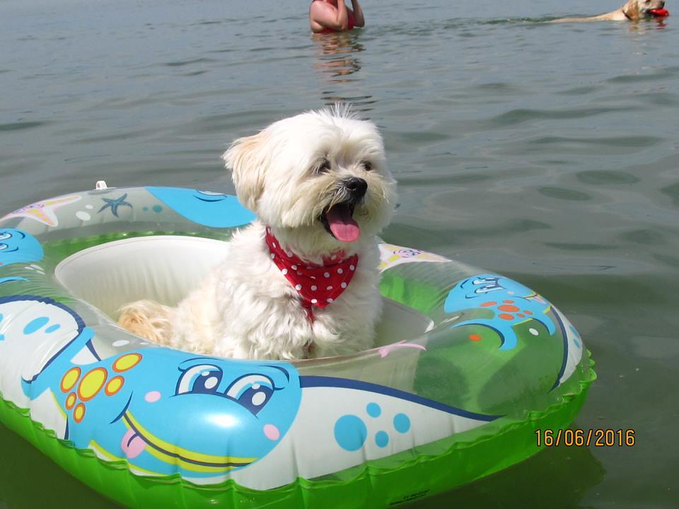 Kreatív megoldás, ha nem szeret a kutyád úszni 