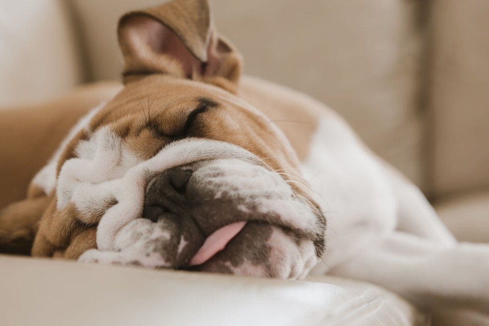 Alvó angol bulldog - A kutya testfelépítése is befolyásolhatja, mennyi és hogyan alszik