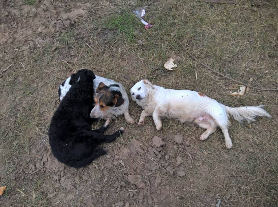 Kistestű kóbor kutyusok is csatlakoznak az egyenruhásokhoz