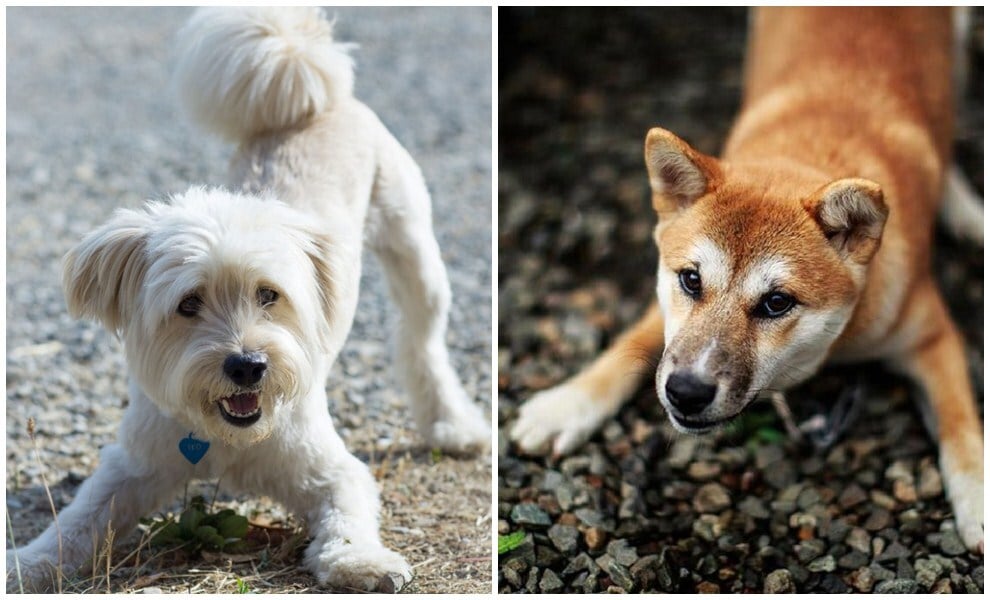 Játékos meghajlás kutyáknál - nem függ a fajtától, életkortól, mérettől