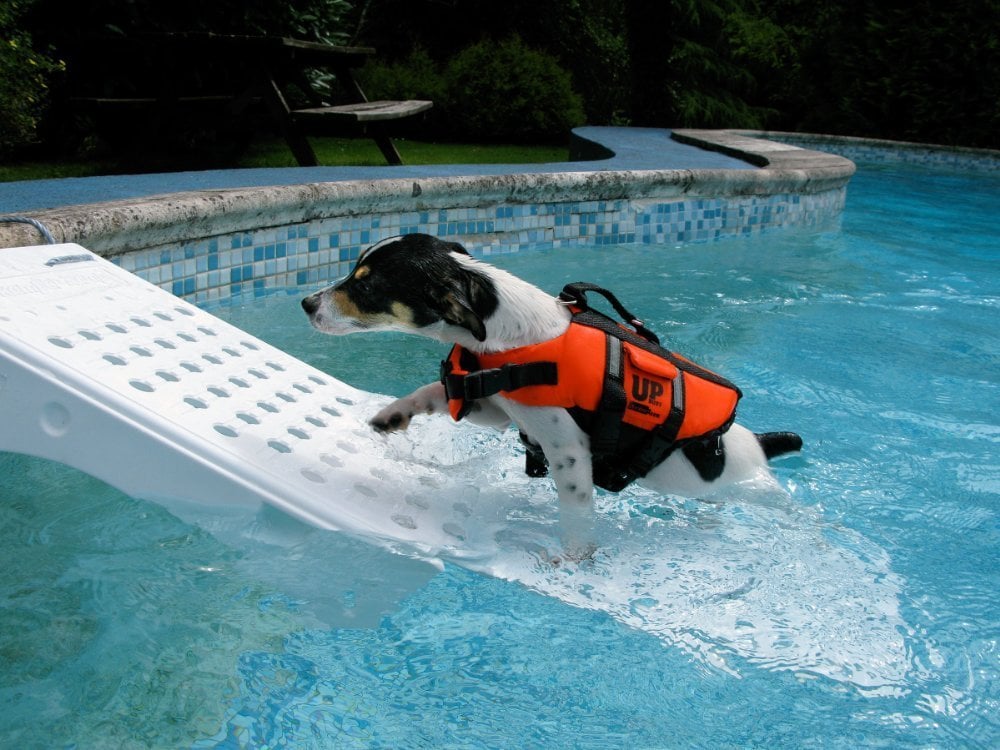 A kutyák számára készített mentőmellény úszástanításhoz is hasznos lehet