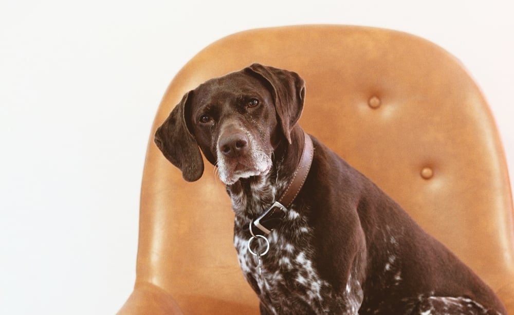 Időskori demencia kutyáknál - fontos a korai felismerés