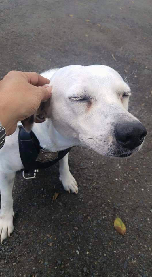 A legnagyobb dolog, amit a rendőröktől kapott a befogadott kutya: szeretet és biztonság