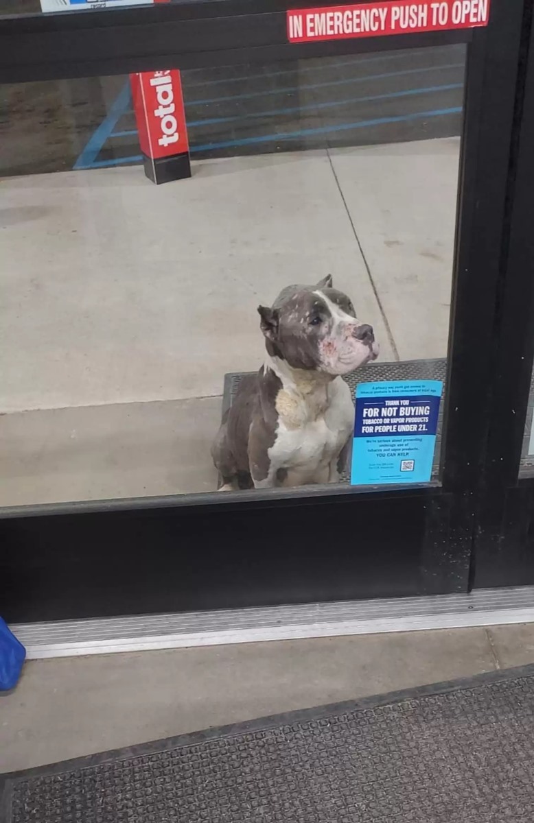 Egy bolt ajtaja előtt könyörgött segítségért a marcona képű kóbor kutya