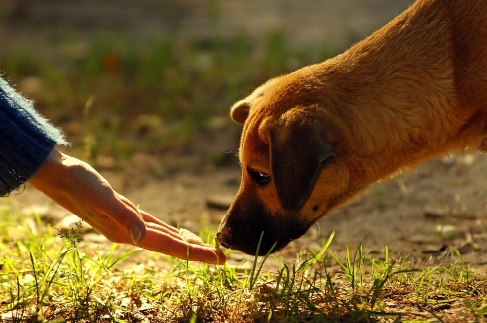 Jutalomfalat a kézben - Előmozdíthatja az ismerkedés a kutyával