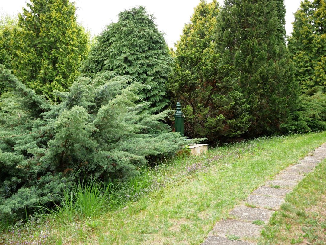 alvasi arborétum