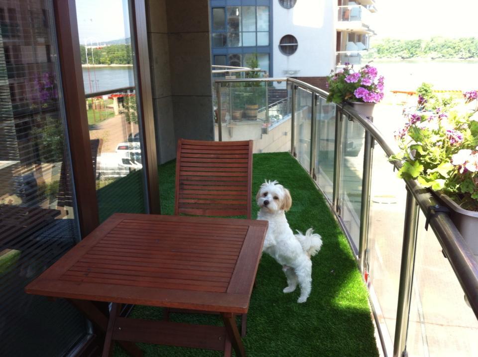 A Holland Pázsittal az erkélyedre is varázsolhatsz buja zöld gyepet - a kutyád is értékelni fogja!