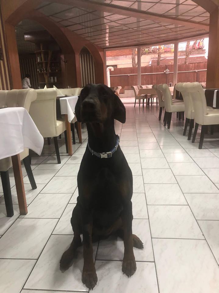 Nagytestű kutyákat is fogad a kutyabarát Hotel Amadeus