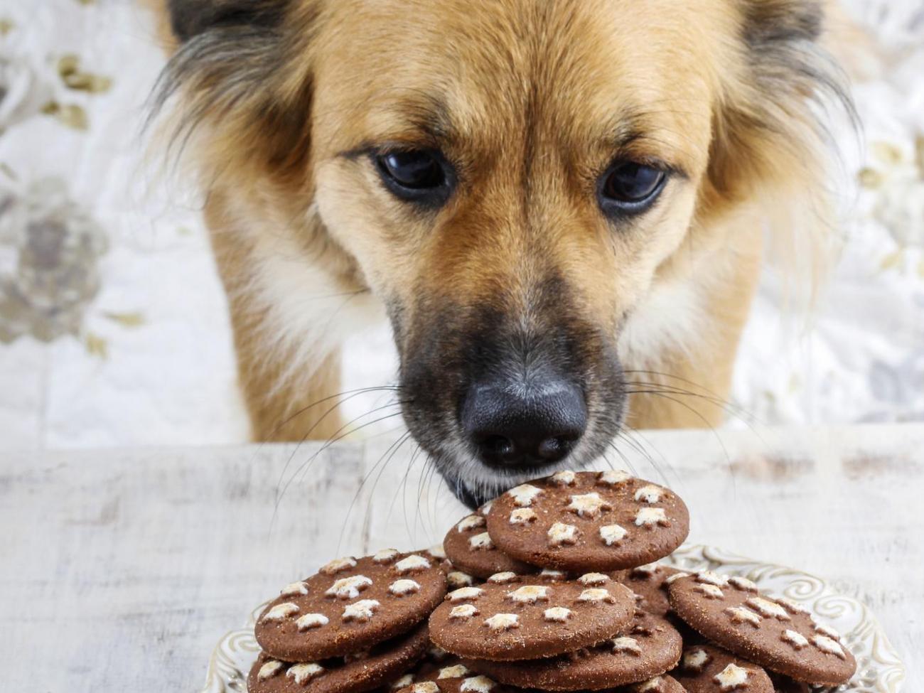Ne egyen édességet a kutya, a túl sok cukor káros egészségére
