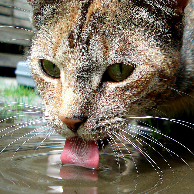 A macska nem meríti bele a vízbe a nyelvét teljesen lefetyeléskor