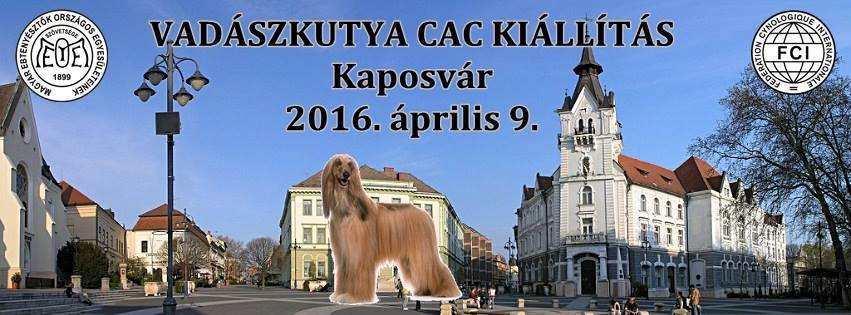 Vadászkutya CAC kiállítás
