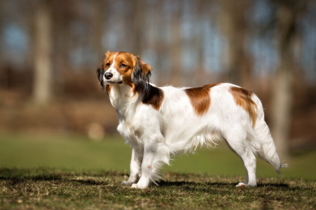 kooikerhondje kutya