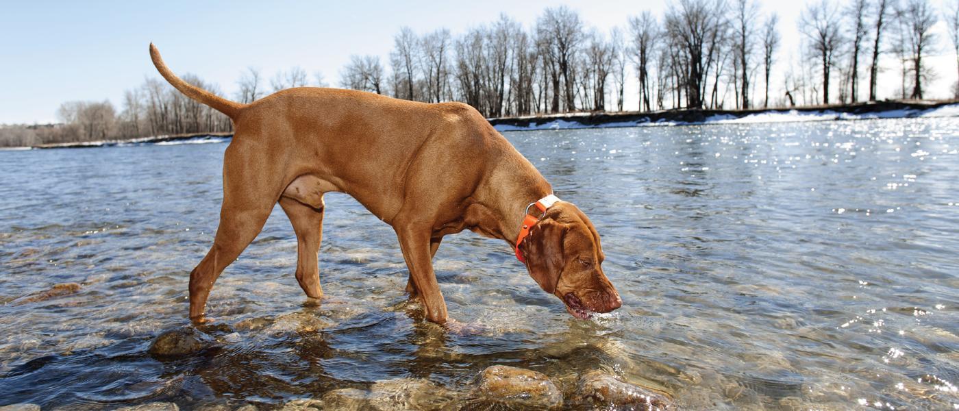 Giardiázis - szennyezett víz elfogyasztásával is megfertőződhet a kutya